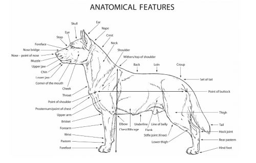 Anatomical features